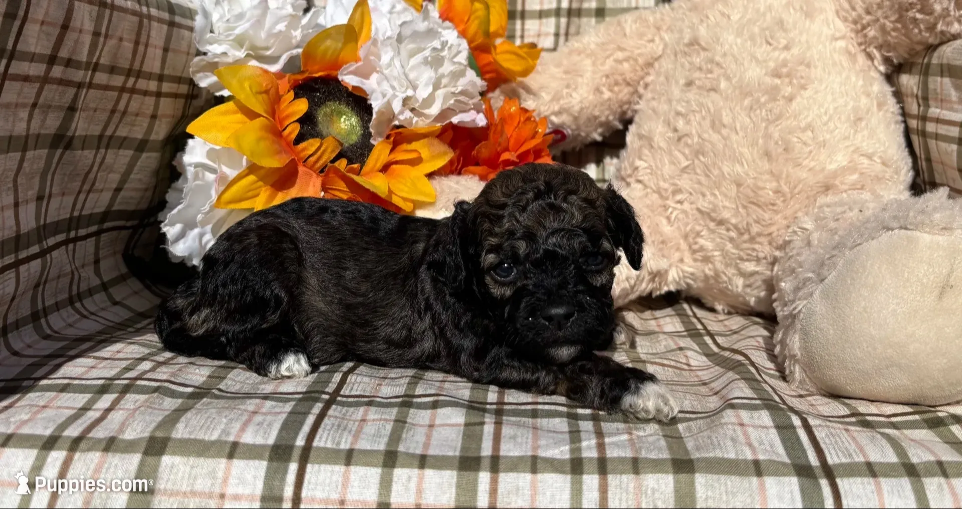 Socks, a male Cockapoo for sale in Adair, OK – 1 of 6