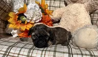 Maple, a female Cockapoo for sale in Adair, OK – 7 of 8