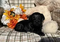Bear, a male Cockapoo for sale in Adair, OK – 6 of 8