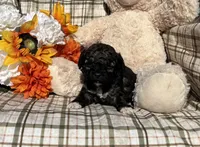 Socks, a male Cockapoo for sale in Adair, OK – 5 of 6