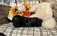 Bear, a male Cockapoo for sale in Adair, OK – 5 of 8