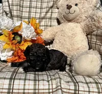 Socks, a male Cockapoo for sale in Adair, OK – 6 of 6