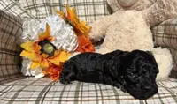 Curly, a male Cockapoo for sale in Adair, OK – 7 of 9