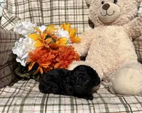 Princess Tiny, a female Cockapoo for sale in Adair, OK – 4 of 6