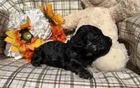 Curly, a male Cockapoo for sale in Adair, OK – 5 of 9