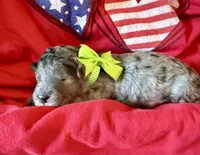Rowlf, a male Miniature Aussiedoodle for sale in Midlothian, TX – 2 of 3