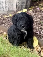 Blaze, a male Aussiedoodle and Miniature Aussiedoodle for sale in Midlothian, TX – 1 of 5