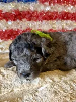 Rowlf, a male Aussiedoodle and Miniature Aussiedoodle for sale in Midlothian, TX – 2 of 3