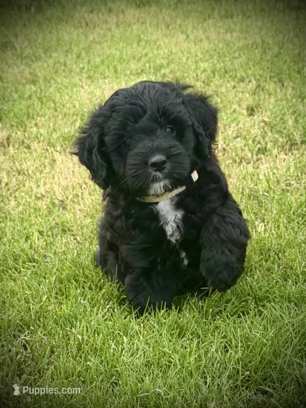 Blaze – Aussiedoodle, Miniature Aussiedoodle puppy for sale in Midlothian, TX