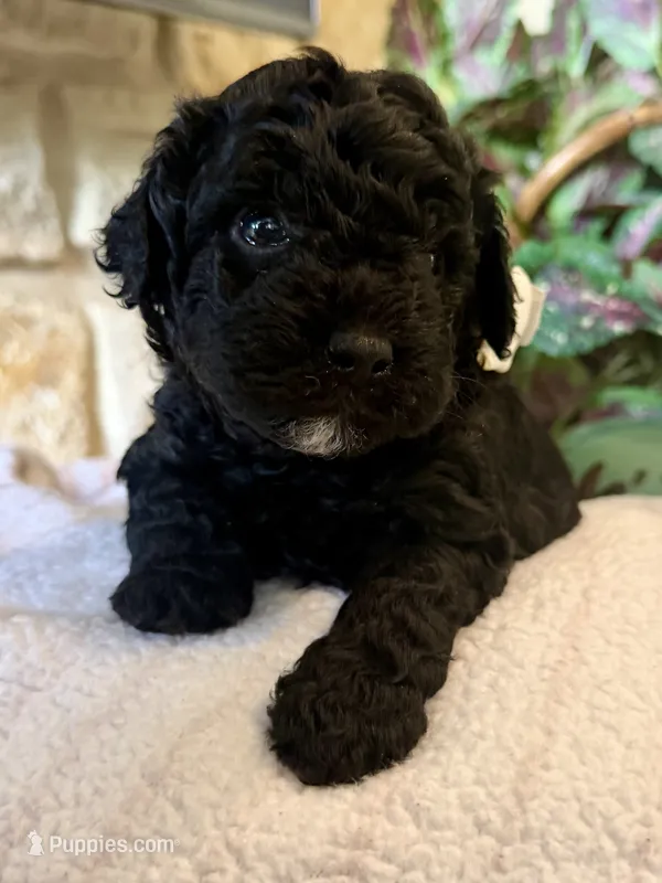 Blaze – Aussiedoodle, Miniature Aussiedoodle puppy for sale in Midlothian, TX