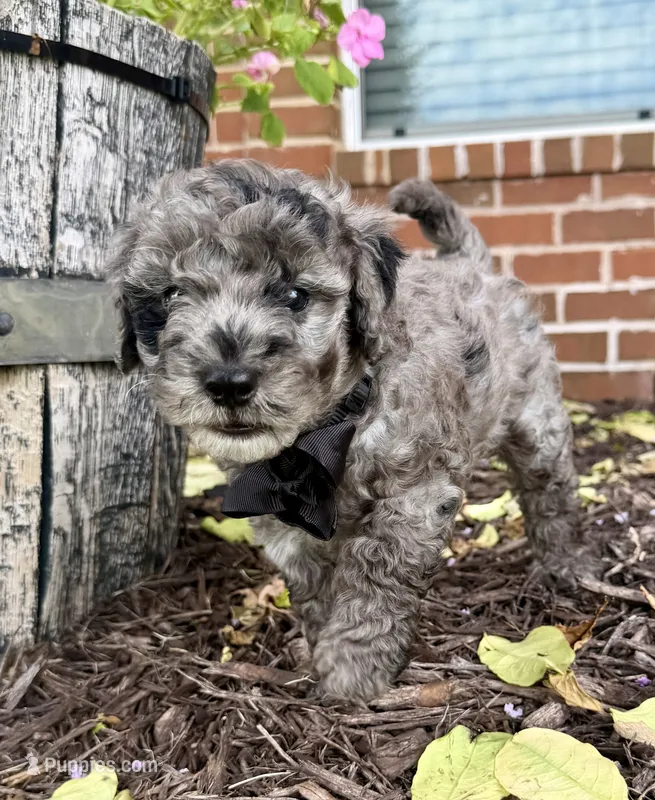 Cosmo – Aussiedoodle, Miniature Aussiedoodle puppy for sale in Midlothian, TX