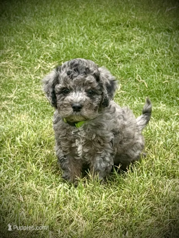 Rowlf – Aussiedoodle, Miniature Aussiedoodle puppy for sale in Midlothian, TX
