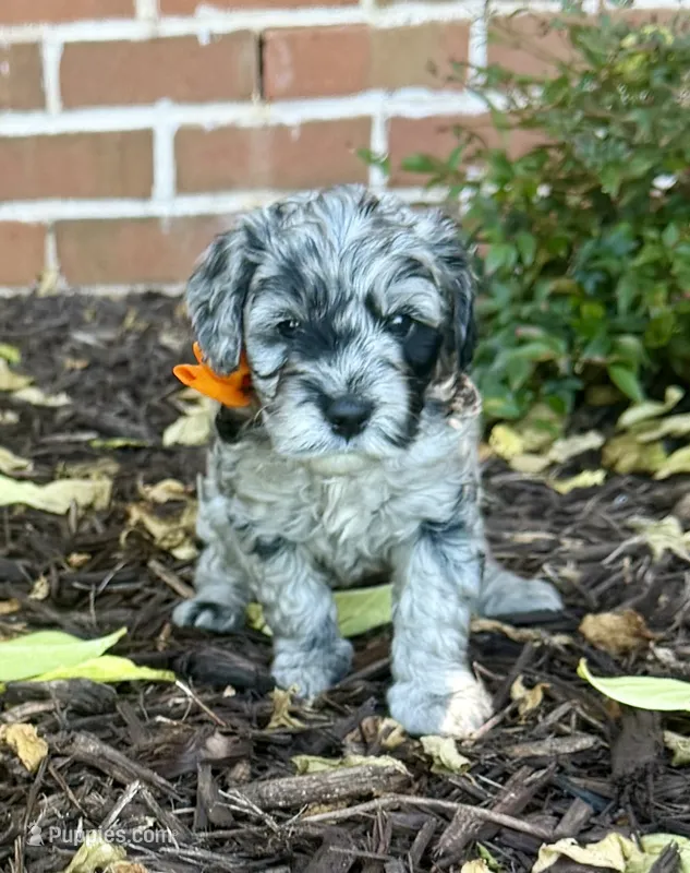 Shiloh – Aussiedoodle, Miniature Aussiedoodle puppy for sale in Midlothian, TX