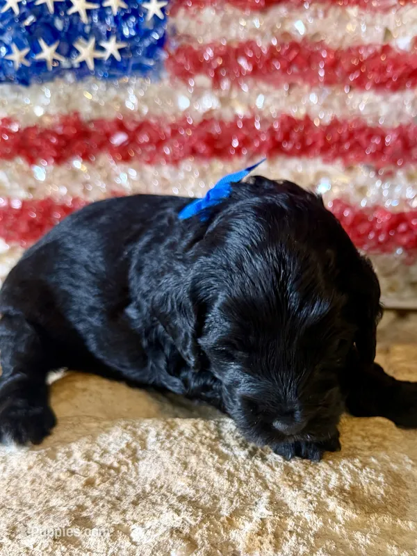 Bolt – Miniature Aussiedoodle puppy for sale in Midlothian, TX
