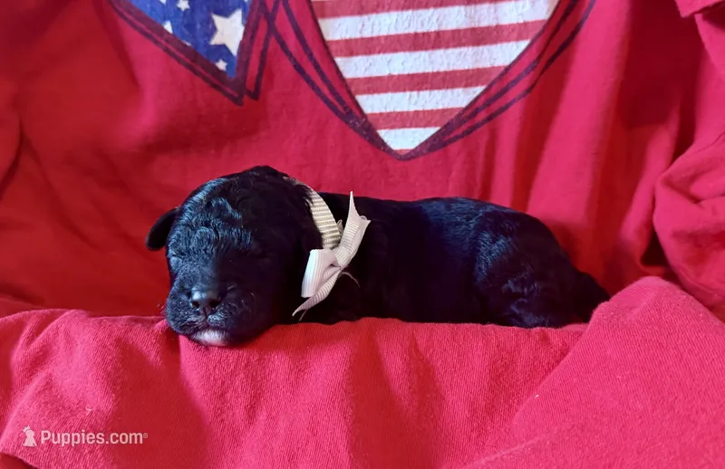 Flint – Aussiedoodle, Miniature Aussiedoodle puppy for sale in Midlothian, TX