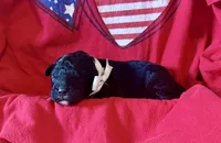 Flint, a male Miniature Aussiedoodle for sale in Midlothian, TX – 3 of 3