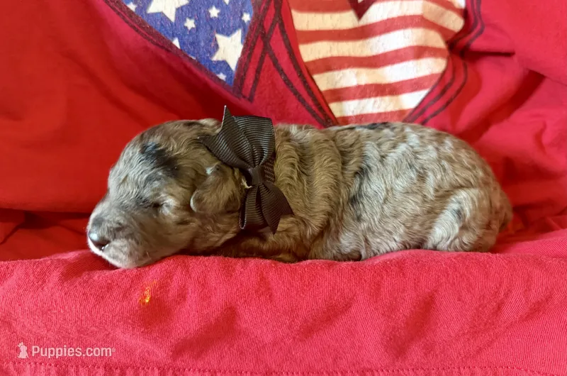 Cosmo – Aussiedoodle, Miniature Aussiedoodle puppy for sale in Midlothian, TX