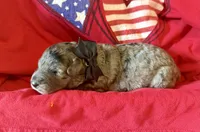 Cosmo, a male Miniature Aussiedoodle for sale in Midlothian, TX – 3 of 3