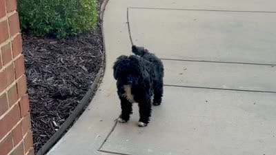 Tux, a male Miniature Aussiedoodle for sale in Midlothian, TX – 3 of 4