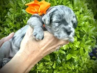 Shiloh, a female Miniature Aussiedoodle for sale in Midlothian, TX – 2 of 3