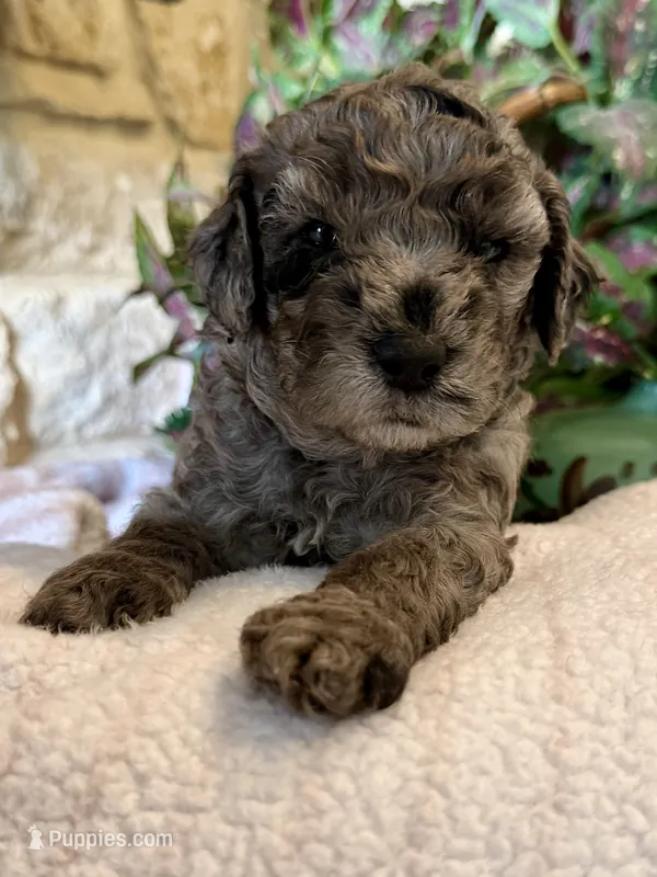 Cosmo – Aussiedoodle, Miniature Aussiedoodle puppy for sale in Midlothian, TX