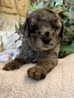 Cosmo, a male Aussiedoodle and Miniature Aussiedoodle for sale in Midlothian, TX – 1 of 4
