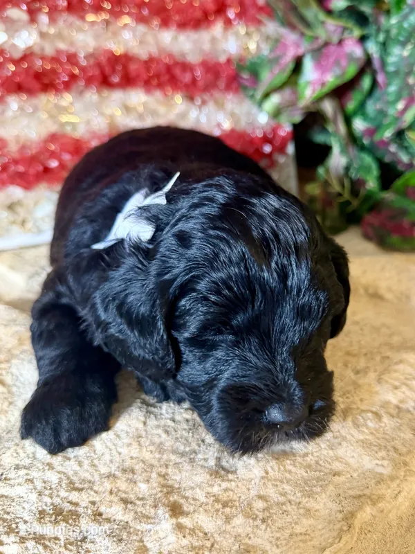 Flint – Miniature Aussiedoodle puppy for sale in Midlothian, TX
