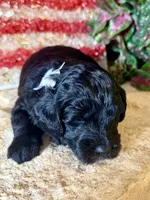 Flint, a male Miniature Aussiedoodle for sale in Midlothian, TX – 1 of 3
