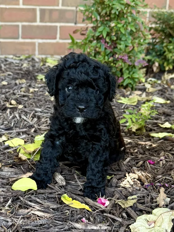 Blaze – Aussiedoodle, Miniature Aussiedoodle puppy for sale in Midlothian, TX