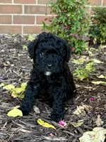 Flint, a male Aussiedoodle and Miniature Aussiedoodle for sale in Midlothian, TX – 1 of 5