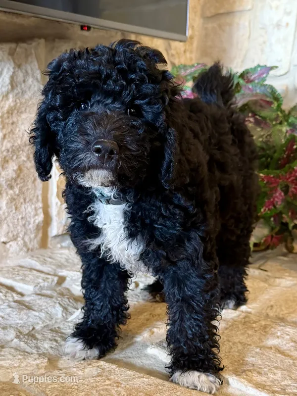 Tux – Miniature Aussiedoodle puppy for sale in Midlothian, TX