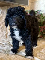 Tux, a male Miniature Aussiedoodle for sale in Midlothian, TX – 2 of 4