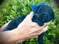 Bolt, a male Miniature Aussiedoodle for sale in Midlothian, TX – 2 of 3