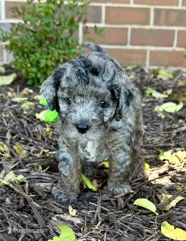 Rowlf – Aussiedoodle, Miniature Aussiedoodle puppy for sale in Midlothian, TX