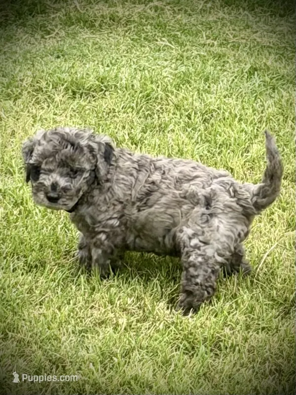 Cosmo – Aussiedoodle, Miniature Aussiedoodle puppy for sale in Midlothian, TX