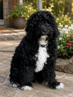 Tux, a male Aussiedoodle and Miniature Aussiedoodle for sale in Midlothian, TX – 1 of 3