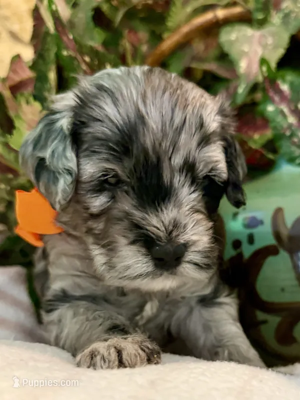 Shiloh – Aussiedoodle, Miniature Aussiedoodle puppy for sale in Midlothian, TX