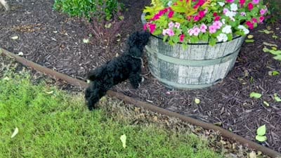 Tux, a male Miniature Aussiedoodle for sale in Midlothian, TX – 4 of 4