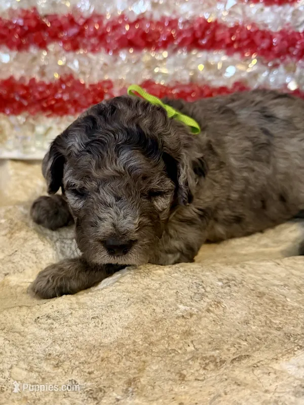Rowlf – Miniature Aussiedoodle puppy for sale in Midlothian, TX