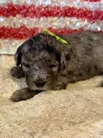 Rowlf, a male Miniature Aussiedoodle for sale in Midlothian, TX – 1 of 3