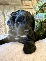 Flint, a male Aussiedoodle and Miniature Aussiedoodle for sale in Midlothian, TX – 1 of 4