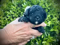 Blaze, a male Aussiedoodle and Miniature Aussiedoodle for sale in Midlothian, TX – 3 of 4