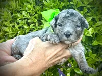 Rowlf, a male Miniature Aussiedoodle for sale in Midlothian, TX – 3 of 3