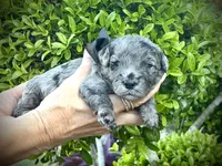Cosmo, a male Miniature Aussiedoodle for sale in Midlothian, TX – 2 of 3