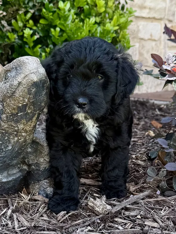 Blaze – Aussiedoodle, Miniature Aussiedoodle puppy for sale in Midlothian, TX