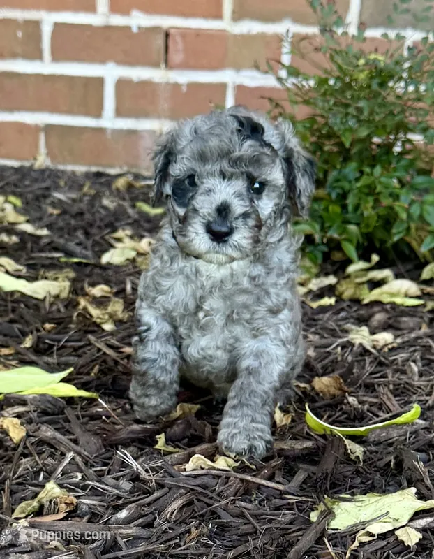 Cosmo – Aussiedoodle, Miniature Aussiedoodle puppy for sale in Midlothian, TX