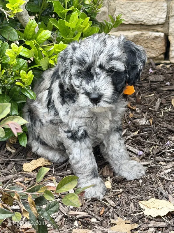 Shiloh – Aussiedoodle, Miniature Aussiedoodle puppy for sale in Midlothian, TX