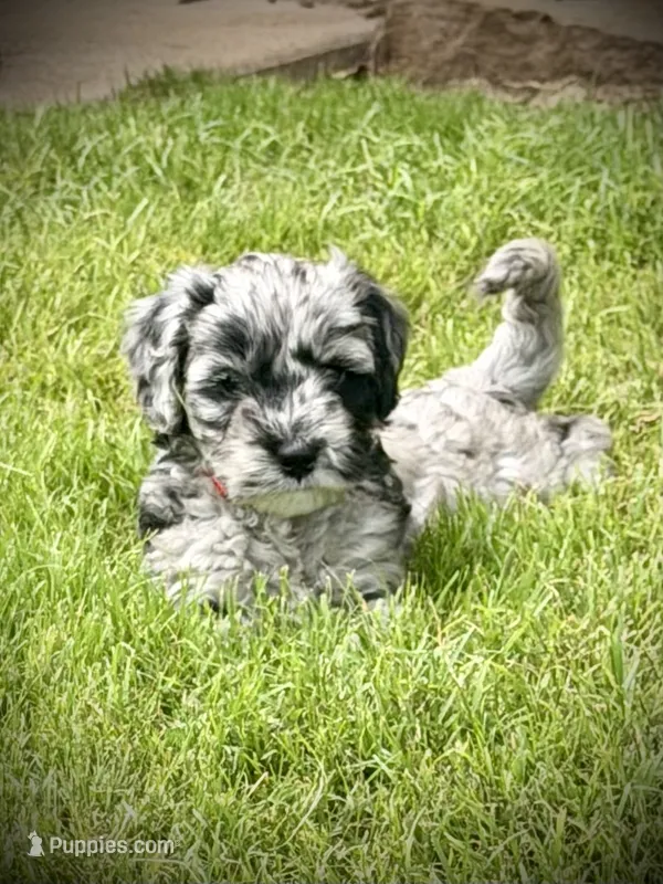 Shiloh – Aussiedoodle, Miniature Aussiedoodle puppy for sale in Midlothian, TX