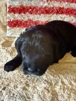 Flint, a male Aussiedoodle and Miniature Aussiedoodle for sale in Midlothian, TX – 2 of 4