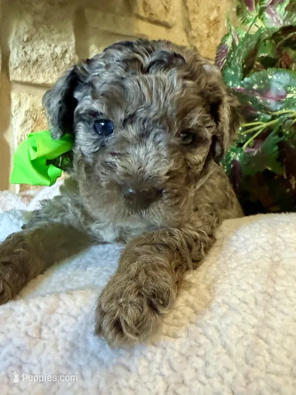 Rowlf – Aussiedoodle, Miniature Aussiedoodle puppy for sale in Midlothian, TX